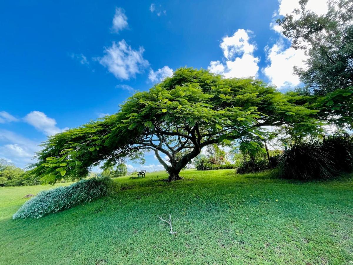 בית הארחה קינגסקליף 	Tropical Coast Retreat - Pet Friendly - Adult Only מראה חיצוני תמונה