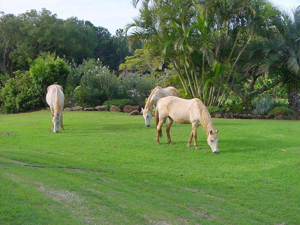 בית הארחה קינגסקליף 	Tropical Coast Retreat - Pet Friendly - Adult Only מראה חיצוני תמונה